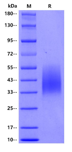 Human CD58, His tag