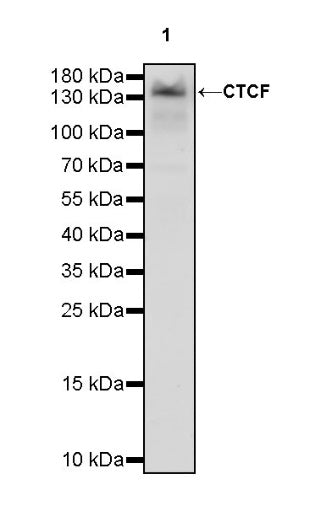 CTCF Recombinant Rabbit mAb (S-924-14)
