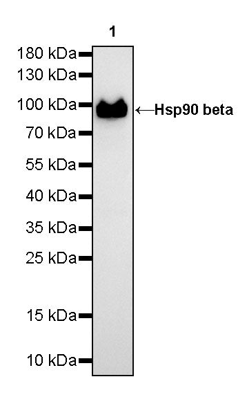 Hsp90 beta Recombinant Rabbit mAb (SDT-359-59)