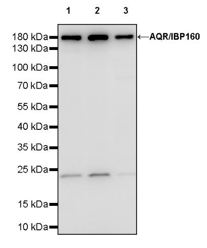 AQR/IBP160 Recombinant Rabbit mAb (S-1329-248)