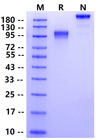 Biotinylated Guanylyl Cyclase C/GUCY2C Fc&Avi Tag Protein, Human