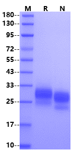IL-28A/IFN-λ2 Protein, Mouse