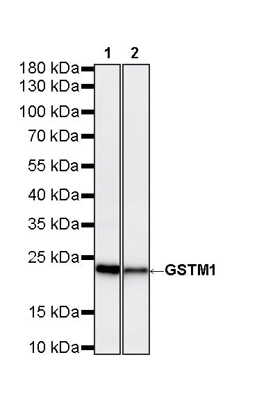 GSTM1 Rabbit Polyclonal Antibody