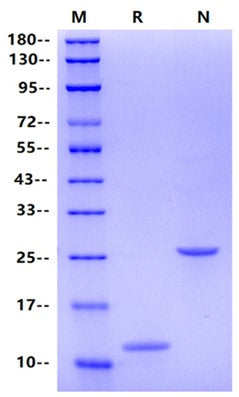 IL-5 Protein, Mouse