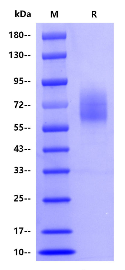 Human CD66b, His tag