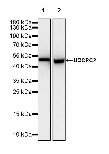 UQCRC2 Recombinant Rabbit mAb (S-1890-227)