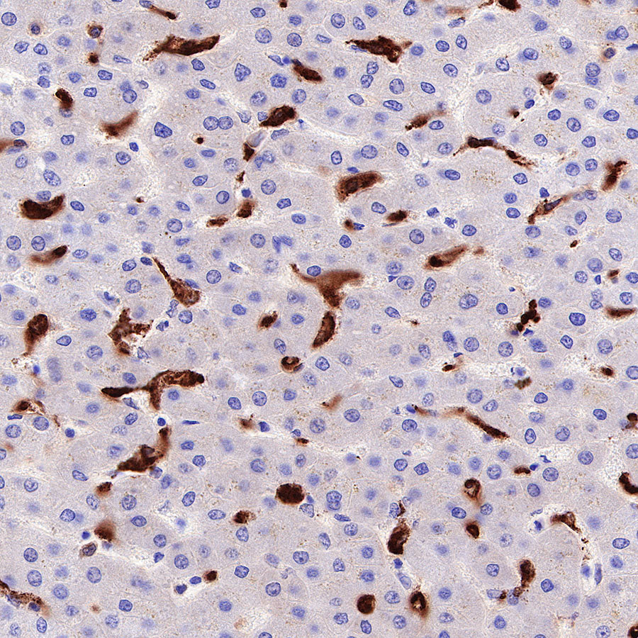 S-RMab® CD163 Recombinant Rabbit mAb,PBS Only (SDT-R164)