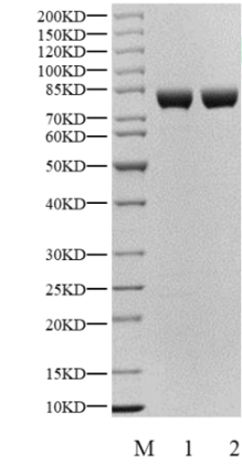 AKT1 GST Tag Protein, Human