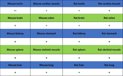 Stat5b Recombinant Rabbit mAb (S-2951-34)