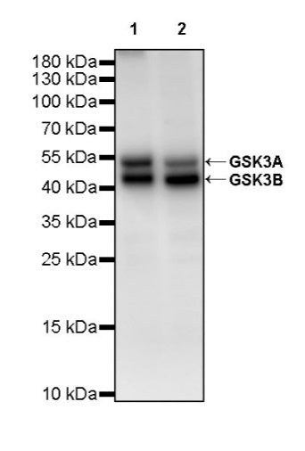 GSK3A/B Recombinant Rabbit mAb (S-2659-135)