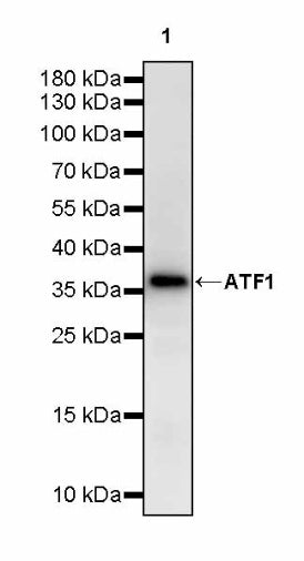 ATF1 Recombinant Rabbit mAb (S-2883-124)