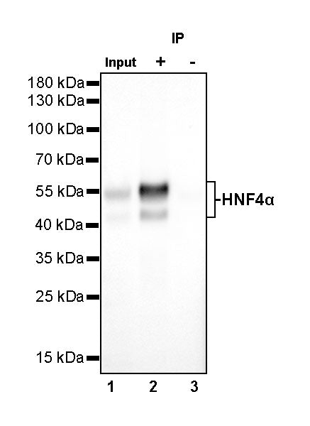 HNF4α Recombinant Rabbit mAb (SDT-373-64)
