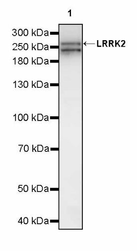 LRRK2 Recombinant Rabbit mAb (S-2484-164)