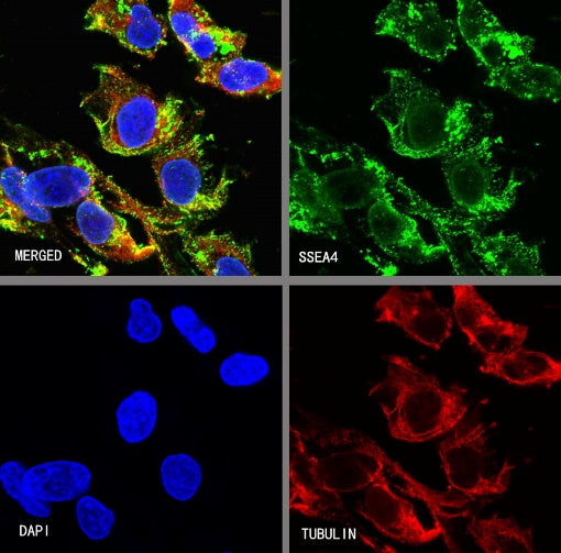 SSEA4 Recombinant Mouse mAb (S-R541)