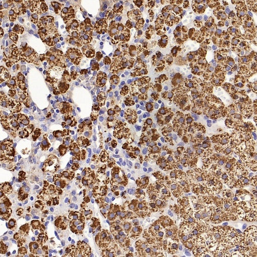 FDX1 Recombinant Rabbit mAb (S-3587-58)