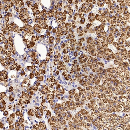 FDX1 Recombinant Rabbit mAb (S-3587-58)