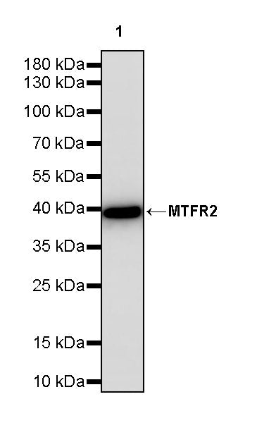 MTFR2 Recombinant Rabbit mAb (S-3842-54)