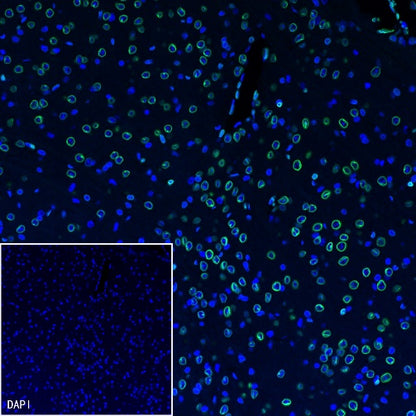 Lamin A/C Recombinant Rabbit mAb (S-950-164)
