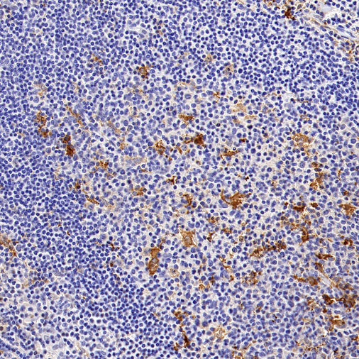 Cyclin B1 Recombinant Rabbit mAb (S-1407-224)