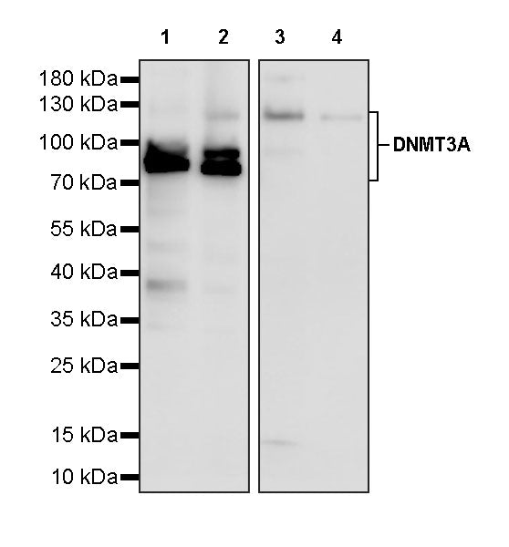 DNMT3A Recombinant Rabbit mAb (S-4120-54)