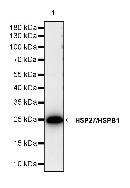 HSP27/HSPB1 Rabbit Polyclonal Antibody