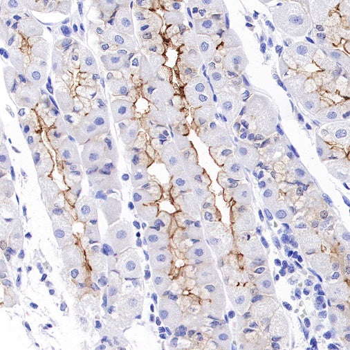 Aquaporin 5/AQP5 Recombinant Rabbit mAb (S-1622-5)