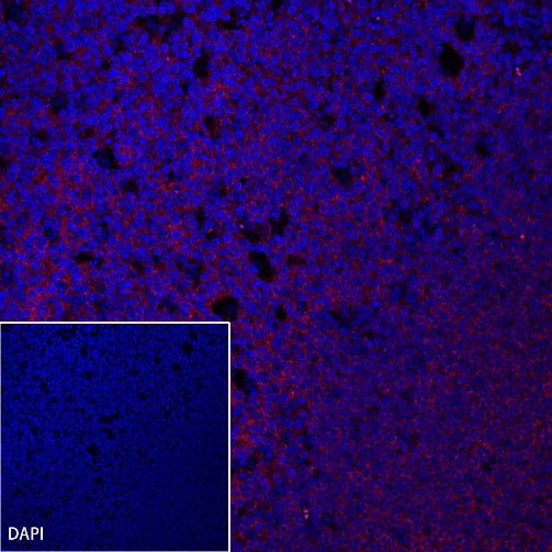 CD19 Recombinant Rabbit mAb (Alexa Fluor® 555 Conjugate) (SDT-164-41)