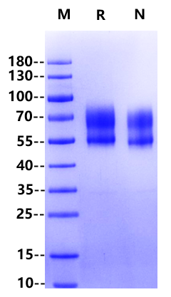 Biotinylated TPBG/5T4 His&Avi Tag Protein, Human