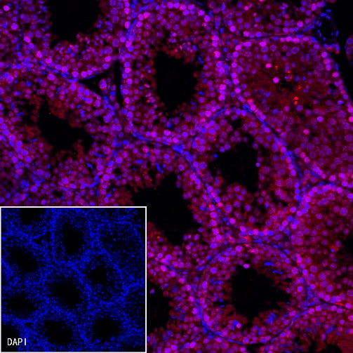 Histone H3 Recombinant Rabbit mAb (PE Conjugate) (S-266-44)