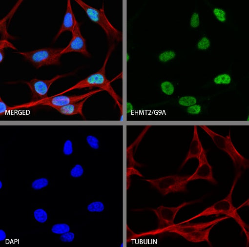 EHMT2/G9A Recombinant Rabbit mAb (S-2232-3)