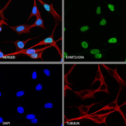 EHMT2/G9A Recombinant Rabbit mAb (S-2232-3)