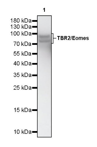 TBR2/Eomes Recombinant Rabbit mAb (SDT-1101-231)