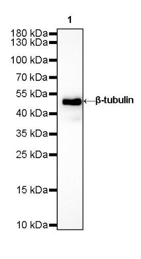 β-tubulin Recombinant Rabbit mAb (SDT-312-113)