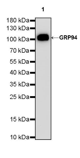 GRP94 Recombinant Rabbit mAb (S-R268)