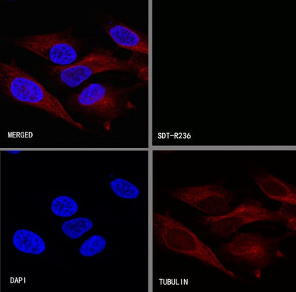S-RMab® PU.1 Recombinant Rabbit mAb (SDT-R236)