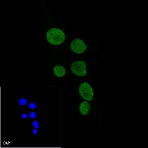 Histone H3 Recombinant Rabbit mAb (Alexa Fluor® 488 Conjugate) (S-266-44)