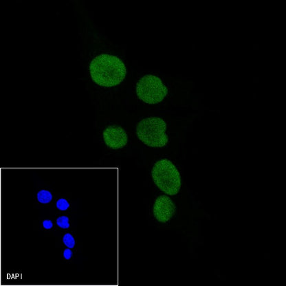 Histone H3 Recombinant Rabbit mAb (Alexa Fluor® 488 Conjugate) (S-266-44)