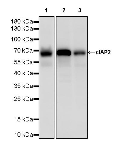 cIAP2 Recombinant Rabbit mAb (S-2483-8)