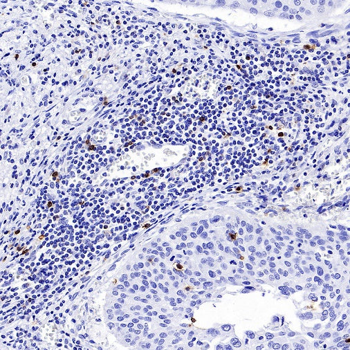 CD94 Recombinant Rabbit mAb (S-2616-5)