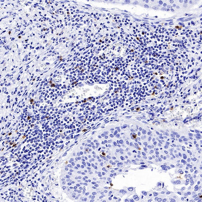 CD94 Recombinant Rabbit mAb (S-2616-5)