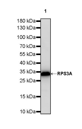 RPS3A Rabbit polyclonal antibody