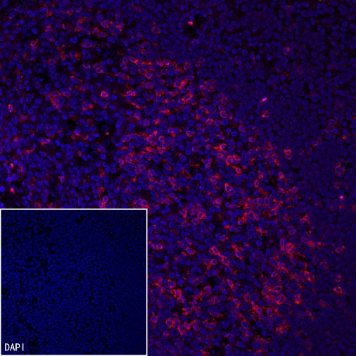 PD-1 Recombinant Rabbit mAb (Alexa Fluor® 555 Conjugate) (SDT-035-25)