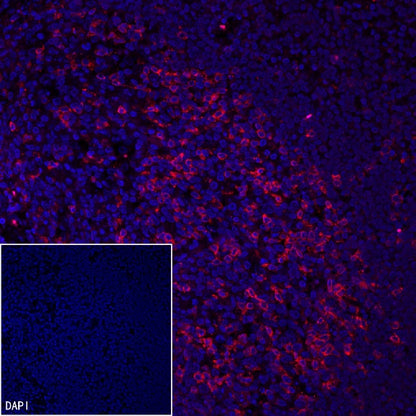PD-1 Recombinant Rabbit mAb (Alexa Fluor® 555 Conjugate) (SDT-035-25)