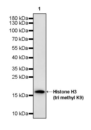Histone H3 (tri methyl K9) Recombinant Rabbit mAb (S-3826)
