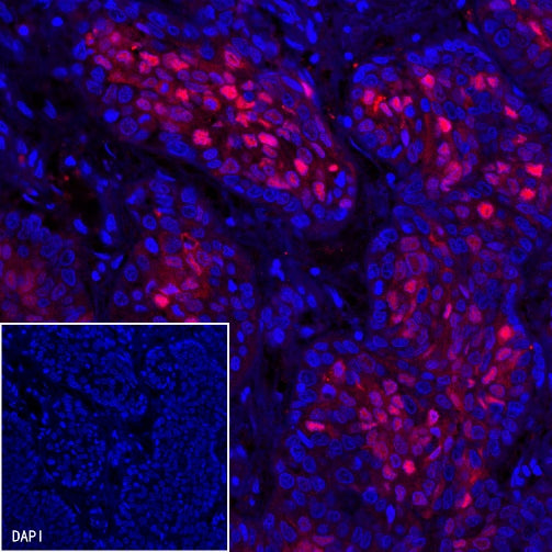 Goat Anti-Rabbit IgG (H+L), F(ab')2 Fragment (Alexa Fluor® 594 Conjugate)