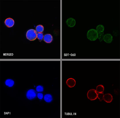 S-RMab® CD14 Recombinant Rabbit mAb,PBS Only (SDT-060-50)