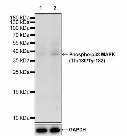 Phospho-p38 MAPK (Thr180/Tyr182) Recombinant Rabbit mAb (S-3861)