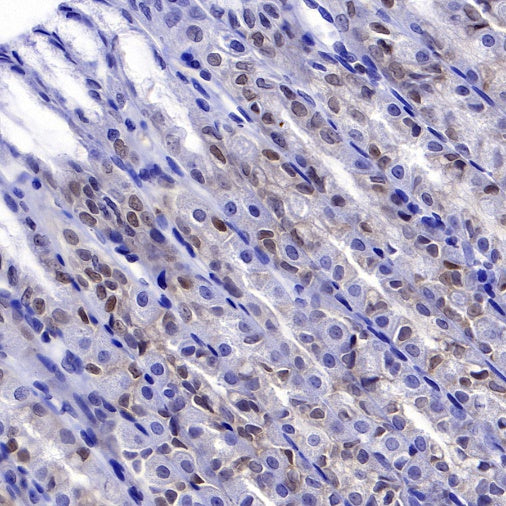 PDCD4 Rabbit polyclonal antibody