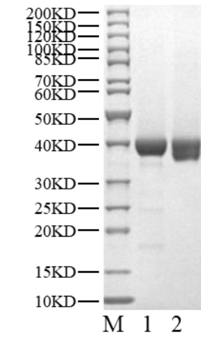 USP51 Protein