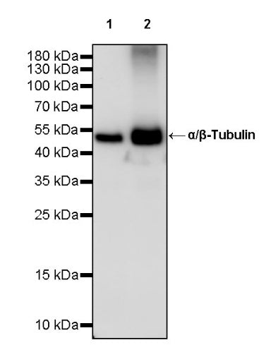 α/β-Tubulin Antibody Rabbit Polyclonal Antibody